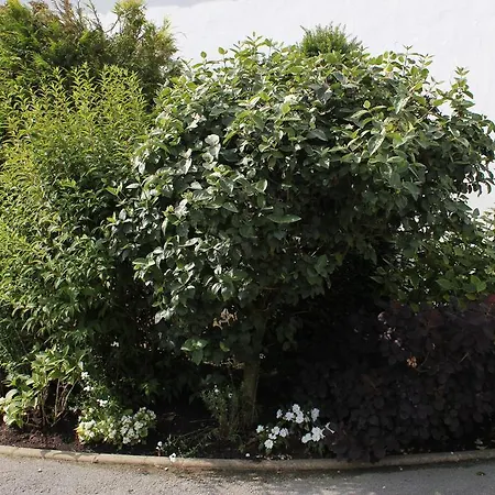 Les Lilas