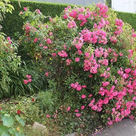 Les Lilas